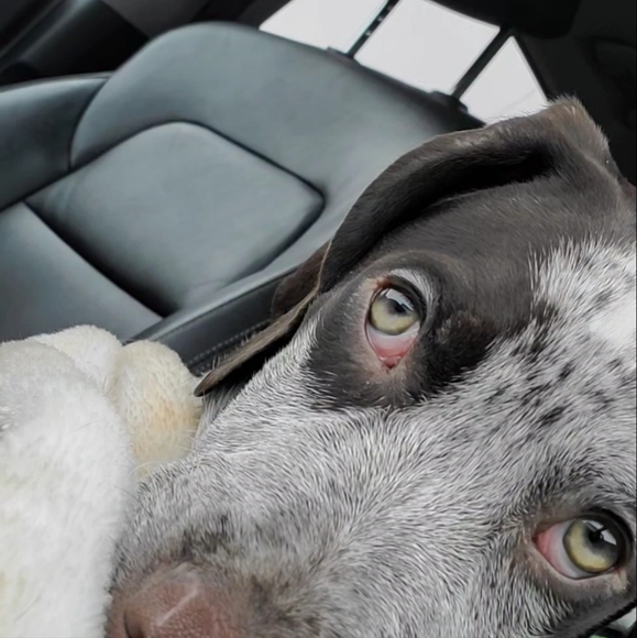 Clean, Stylish Brand Name Clothing, Shoes, Accs & Items #VSPink #Levis #AE #Kors - Picture 7 of 16